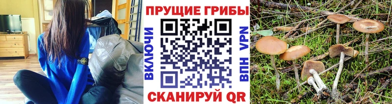 Псилоцибиновые грибы GOLDEN TEACHER Светлогорск